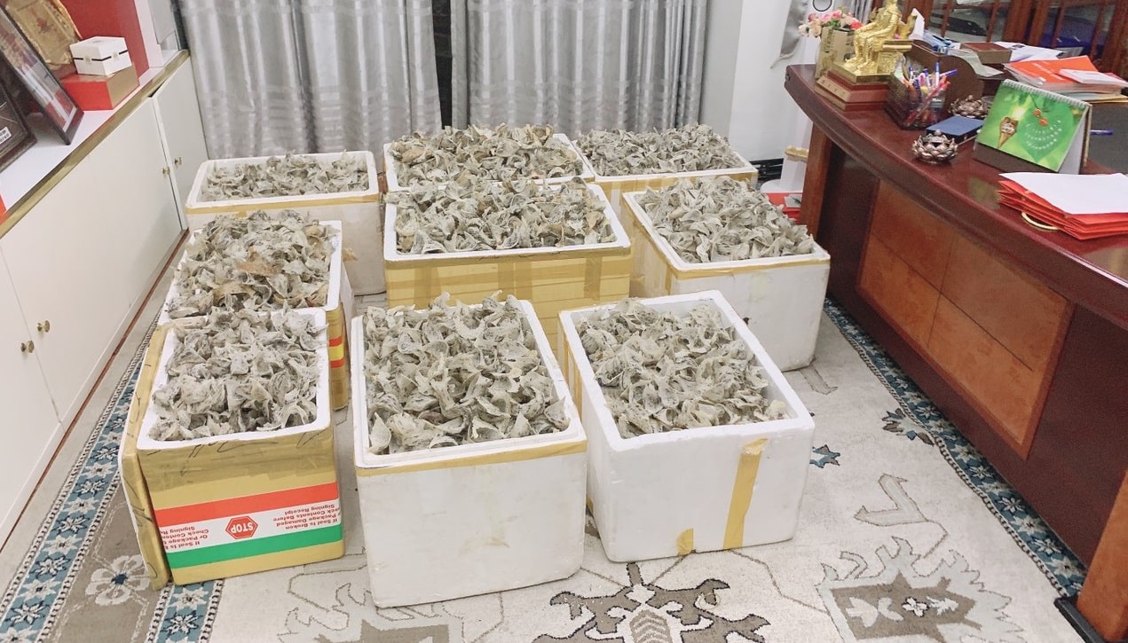 yen sao hai phong gia si