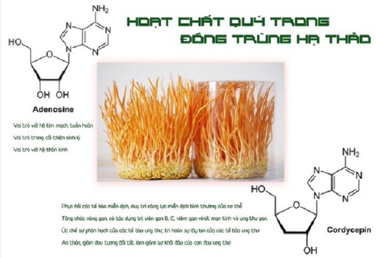 ham luong cordycepin trong dong trung ha thao hop chat